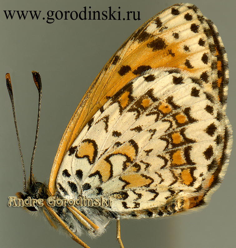 http://www.gorodinski.ru/nymphalidae/Melitaea persea.jpg